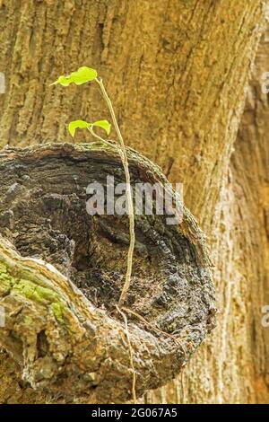 Nouvelles feuilles vertes nées sur l'ancien arbre, fond brun texturé , photo de stock de nature Banque D'Images