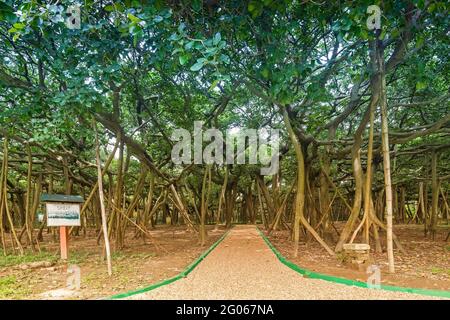 Le Great Banyan est un Banyan Tree (Ficus benghalensis) situé dans le jardin botanique indien d'Acharya Jagadish Chandra Bose, Howrah, Bengale occidental. Banque D'Images