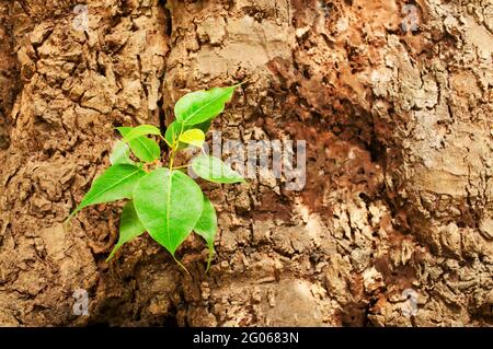 Nouvelles feuilles vertes nées sur l'ancien arbre, fond brun texturé , photo de stock de nature Banque D'Images