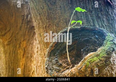 Nouvelles feuilles vertes nées sur l'ancien arbre, fond brun texturé , photo de stock de nature Banque D'Images