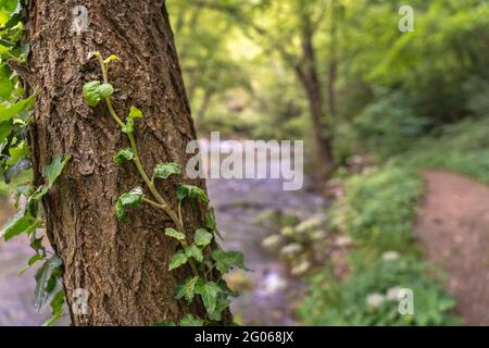 Jeune ivy qui grandit sur l'écorce des arbres Banque D'Images