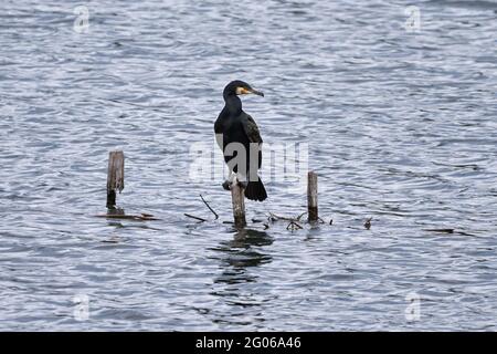 Grand cormoran (Phalacrocorax carbo), oiseau unique perché sur le poteau dans l'eau. Banque D'Images