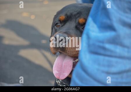 Un chien de Rottweiler se trouve aux pieds de son propriétaire à l'extérieur. Un homme adulte avec sa bouche ouverte et sa langue qui dépasse de la jambe du mâle. Animaux de compagnie. Banque D'Images