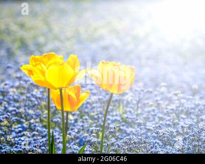 Trois tulipes de jardin jaunes ou Tulipa gesneriana, la tulipe de Didier avec Myosotis sylvatica, le bois Forget-me-not en arrière-plan. Banque D'Images