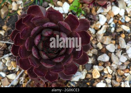 grand rouge sempervivum bronco maison leek dans un jardin rockery gros plan macro de haut en regardant vers le bas avec secteur focus droit arrière-plan copie espace Banque D'Images