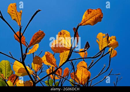 Feuilles d'amande tropicale en automne (Terminalia catappa) Banque D'Images