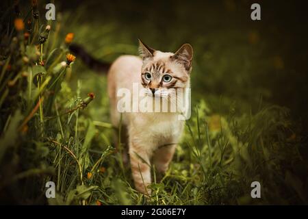 Mignon tabby thaï chaton avec les yeux bleus marche parmi la grande herbe verte et les fleurs de pissenlit en été. La nature et un animal de compagnie. Banque D'Images