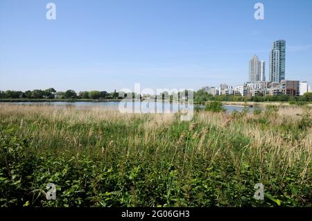 Woodberry Wetlands, Londres, Royaume-Uni. 1er juin 2021. Météo au Royaume-Uni : ensoleillé et chaud dans les zones humides de Woodberry. Crédit : Matthew Chattle/Alay Live News Banque D'Images