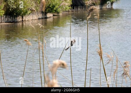 Woodberry Wetlands, Londres, Royaume-Uni. 1er juin 2021. Météo au Royaume-Uni : ensoleillé et chaud dans les zones humides de Woodberry. Crédit : Matthew Chattle/alay Live News Banque D'Images