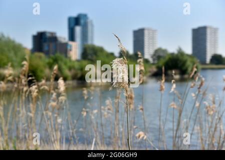 Woodberry Wetlands, Londres, Royaume-Uni. 1er juin 2021. Météo au Royaume-Uni : ensoleillé et chaud dans les zones humides de Woodberry. Crédit : Matthew Chattle/Alay Live News Banque D'Images