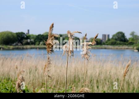 Woodberry Wetlands, Londres, Royaume-Uni. 1er juin 2021. Météo au Royaume-Uni : ensoleillé et chaud dans les zones humides de Woodberry. Crédit : Matthew Chattle/Alay Live News Banque D'Images