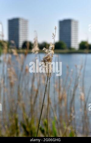 Woodberry Wetlands, Londres, Royaume-Uni. 1er juin 2021. Météo au Royaume-Uni : ensoleillé et chaud dans les zones humides de Woodberry. Crédit : Matthew Chattle/Alay Live News Banque D'Images