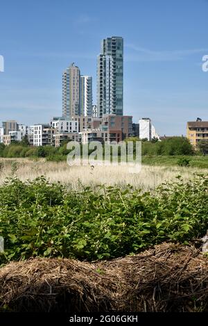 Woodberry Wetlands, Londres, Royaume-Uni. 1er juin 2021. Météo au Royaume-Uni : ensoleillé et chaud dans les zones humides de Woodberry. Crédit : Matthew Chattle/Alay Live News Banque D'Images