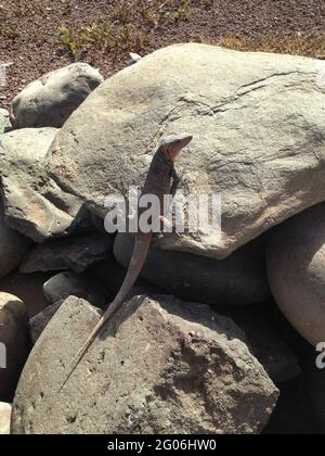 GRAN, ESPAGNE - 15 mai 2014 : le lézard géant de Gran Canaria est une espèce de lézard de la famille des Lacertidae qui se trouve dans les îles Canaries. Banque D'Images