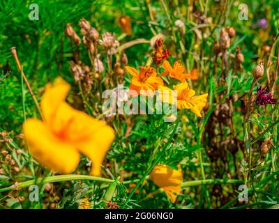 Coquelicot de Californie (Eschscholzia californica) également connu sous le nom de coquelicot californien, coquelicot doré, soleil de Californie ou coupe d'or sur les prairies en fleurs Banque D'Images