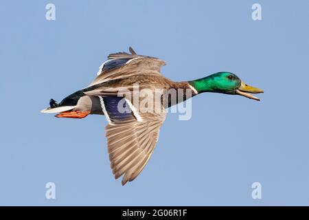 Joli canard colvert volant et piquant à d'autres canards avant l'atterrissage Banque D'Images