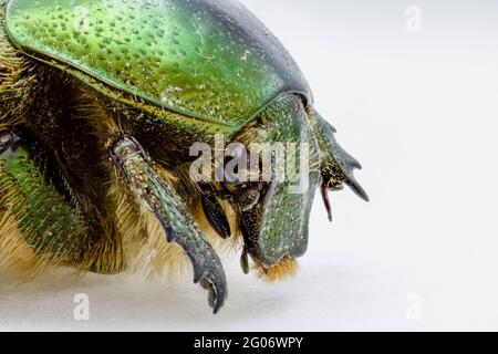 Vue rapprochée antérieure d'un grand coléoptère vert métallique de la Rose-Chafère (Cetonia aurata), commun dans le sud de l'Angleterre, sur fond blanc Banque D'Images