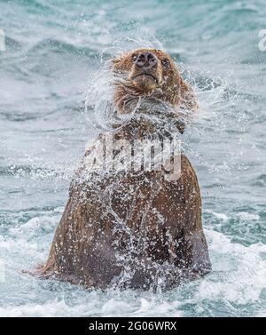 Un ours brun (Ursus arctos) secoue l'eau après avoir fait de la plongée pour le saumon aux chutes McNeil, dans le refuge de gibier de l'État de la rivière McNeil, en Alaska. Ou est-ce un stil Banque D'Images