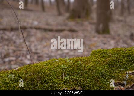 Mousse sur un arbre dans les bois Banque D'Images