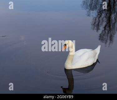 Un cygne solitaire nage sur le fleuve Banque D'Images