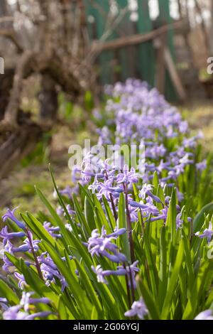 Fleurs de muscari bleues (jacinthe de raisin) dans le jardin, premières fleurs de printemps pourpres, petits jacinthes dans le champ, fond floral de printemps, mise au point douce Banque D'Images