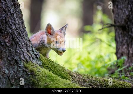 Un renard cub courant dans une forêt verte. Banque D'Images
