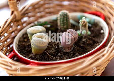 Des pierres vivantes, alias Lithops, sont décorées dans un petit panier Banque D'Images