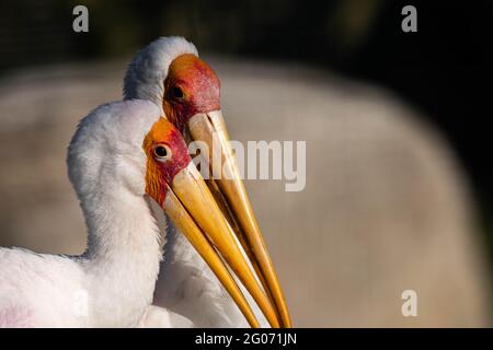 deux cigognes en bois à bec jaune, mycteria ibis l'une derrière l'autre Banque D'Images