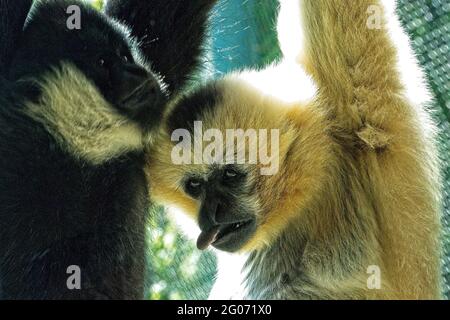 Fatigués de pendre - deux singes Gibbon à cheque blanche au zoo de point Defiance à Tacoma. Banque D'Images