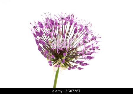Fleur d'Allium violette gros plan sur fond blanc. Prise de vue en studio. Banque D'Images