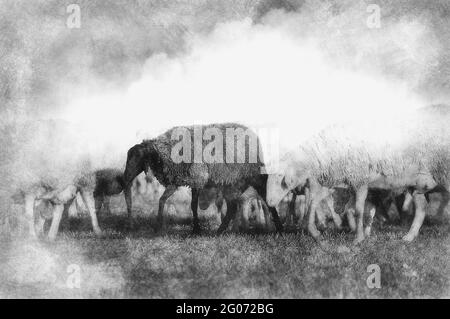 moutons dans un pré, moutons noirs dessin noir et blanc Banque D'Images