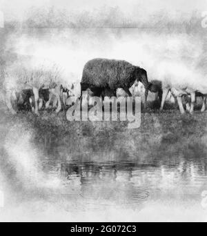 moutons dans un pré, moutons noirs dans l'eau dessin noir et blanc Banque D'Images