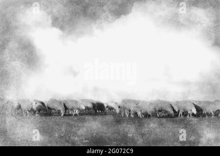 moutons dans un pré, moutons noirs dessin noir et blanc Banque D'Images
