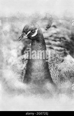 magnifique paon bleu foncé dessin noir et blanc Banque D'Images