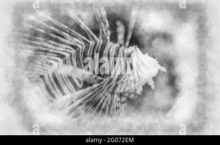 Venimeux, Pterois antennata, lionfish à l'intérieur de la mer à côté d'un récif de corail, poisson dangereux noir et blanc dessin Banque D'Images