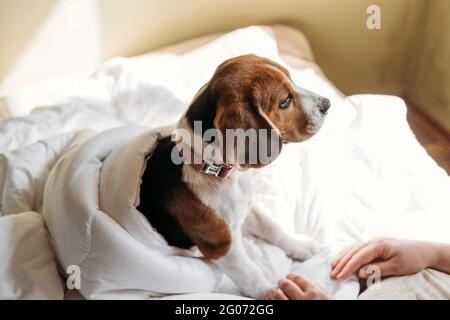 Beagles Puppy dormir dans le lit blanc des propriétaires. Mignon petit chiot Beagle allongé sur le lit dans une couverture. Lits pour chiens pour Beagles Banque D'Images