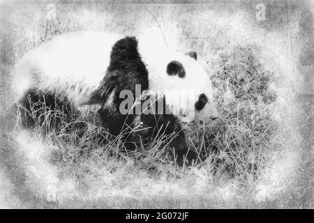 Magnifique reproduction de panda ours jouant dans un arbre noir et blanc dessin Banque D'Images