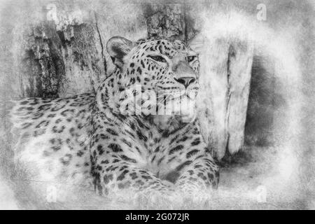 Léopard sauvage, puissant au repos, mammifère sauvage avec peau de tache noir et blanc dessin Banque D'Images