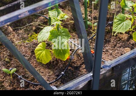 Vue rapprochée des semis de concombre en serre avec arrosage automatique. Suède. Banque D'Images