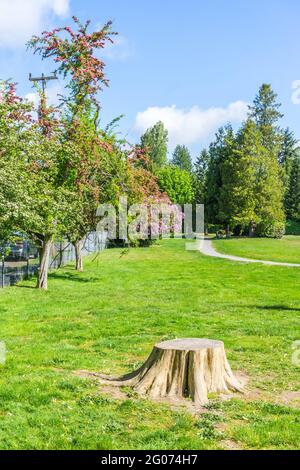 Une vue d'un parc de la ville avec fleurs en fleur au printemps. L'emplacement est Burien, Washington. Banque D'Images