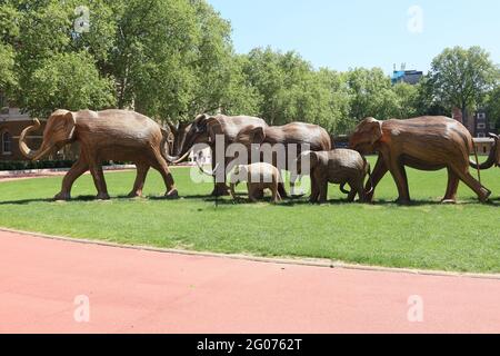 Herd the news, UN magnifique troupeau de 50 éléphants grandeur nature faits à la main en roaming Chelsea, fabriqué à l'aide de Lantana camara, un matériel végétal naturel, Londres, Banque D'Images