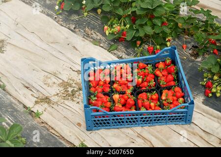 Panier en plastique bleu rempli de fraises mûres rouges sur terre à la serre. Culture de baies fraîches et savoureuses. Fruits de saison. Banque D'Images