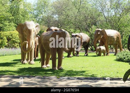 Herd the news, UN magnifique troupeau de 50 éléphants grandeur nature faits à la main en roaming Chelsea, fabriqué à l'aide de Lantana camara, un matériel végétal naturel, Londres, Banque D'Images