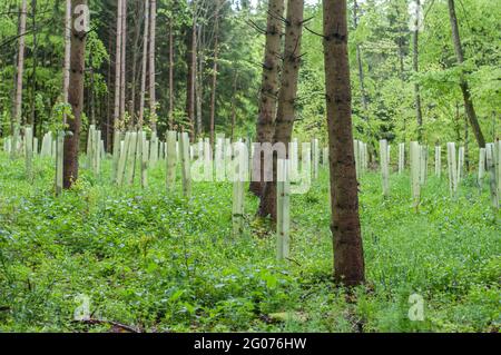 un groupe de jeunes arbres dans une forêt protégée par des tubes en plastique Banque D'Images