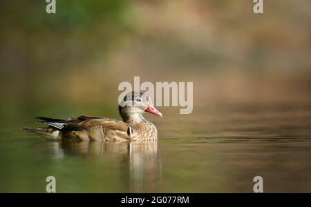 Gros plan d'un canard mandarin, largement considéré comme le plus beau canard du monde, nageant dans l'étang lors d'une journée ensoleillée d'été, au Royaume-Uni. Banque D'Images