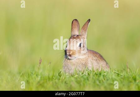 Gros plan d'un joli petit lapin assis dans l'herbe au printemps, au Royaume-Uni. Banque D'Images