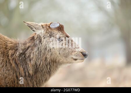 Gros plan sur un cerf-Rouge ayant récemment versé ses bois, au Royaume-Uni Banque D'Images