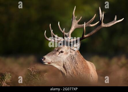 Portrait d'un cerf de Virginie, Royaume-Uni. Banque D'Images