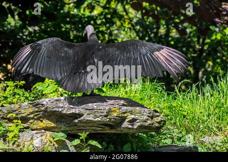 La vautour noire américaine (Coragyps atratus) étalant des ailes montrant une posture horaltique utilisée pour sécher, réchauffer le corps et éliminer les bactéries Banque D'Images