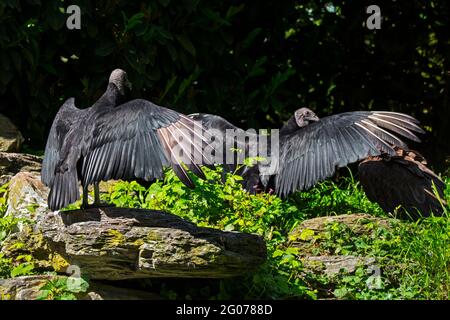 Deux vautours noirs américains (Coragyps atratus) qui étendent des ailes montrant une posture horaltique utilisée pour sécher, réchauffer le corps et éliminer les bactéries Banque D'Images